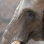 Elefant im Opel Zoo