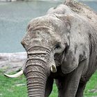 Elefant im Opelzoo