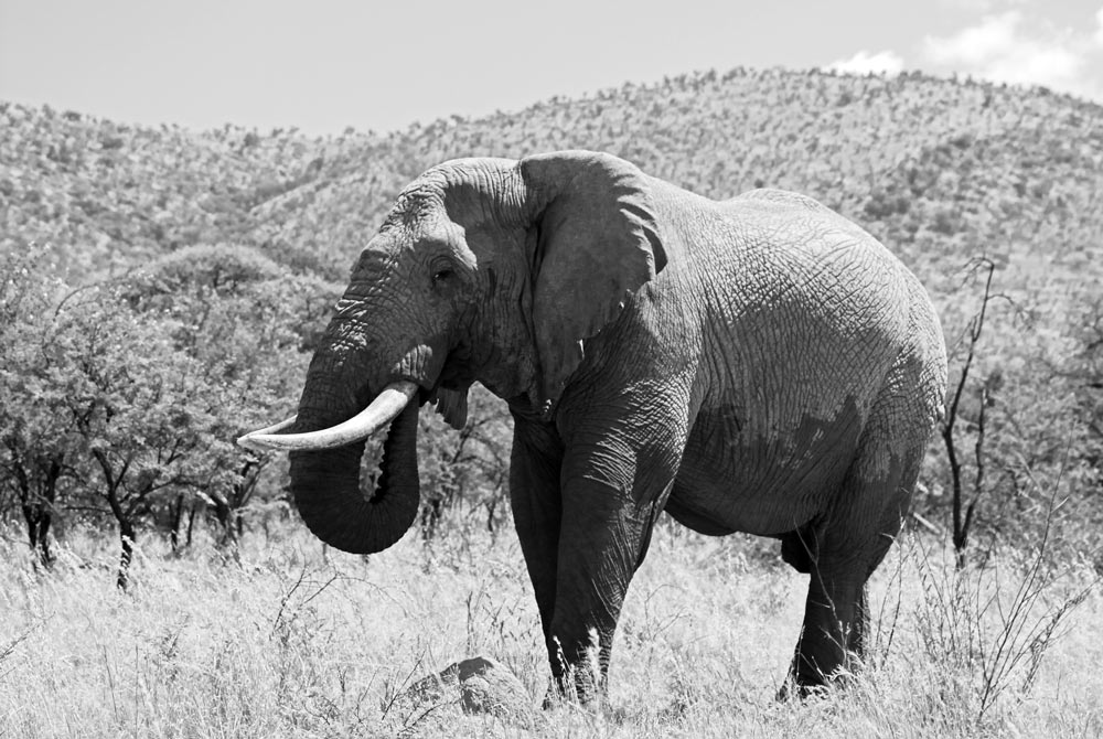 Elefant im Pilanesberg, Südafrika