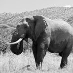 Elefant im Pilanesberg, Südafrika