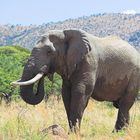 Elefant im Pilanesberg, Südafrika, Farbe