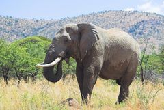 Elefant im Pilanesberg, Südafrika, Farbe