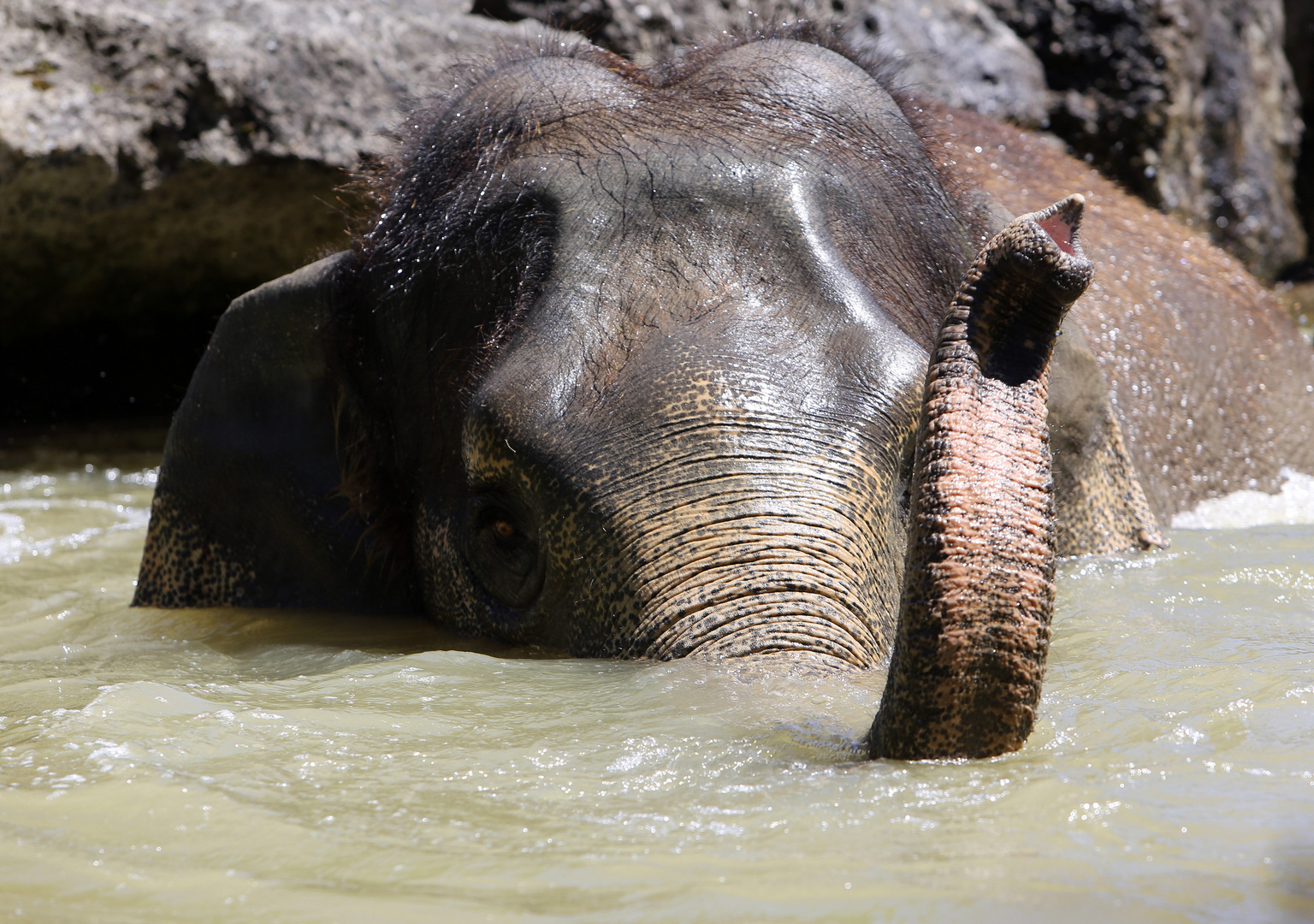 Elefant im Pool