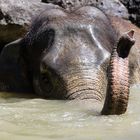 Elefant im Pool