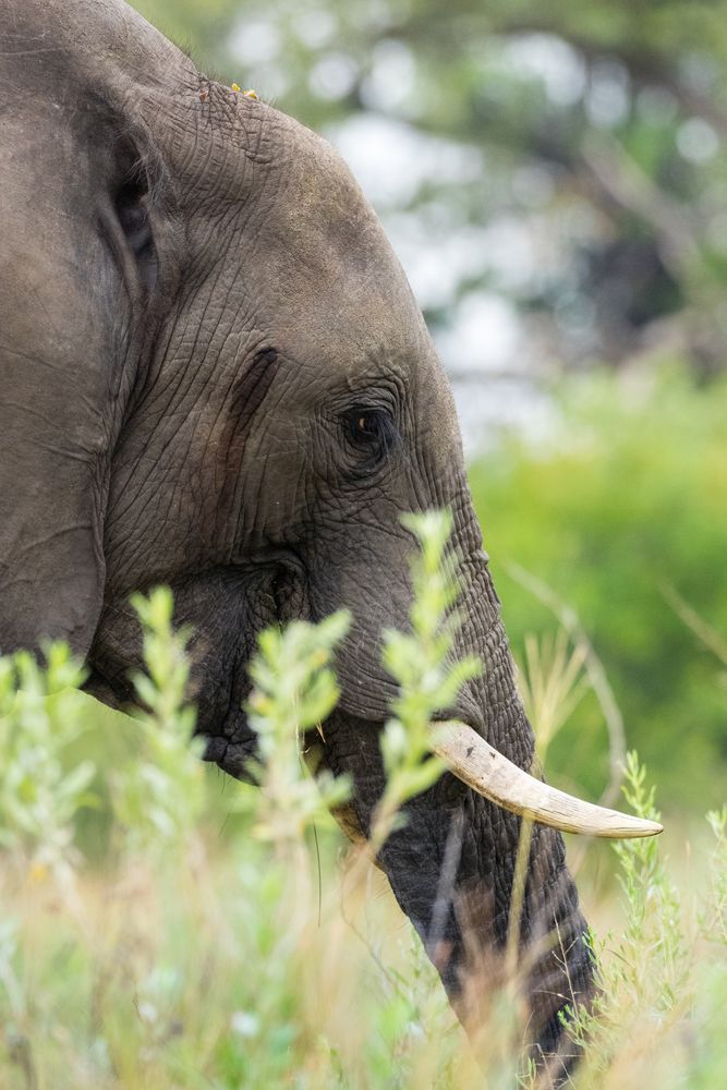 Elefant im Profil