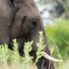 Elefant im Profil