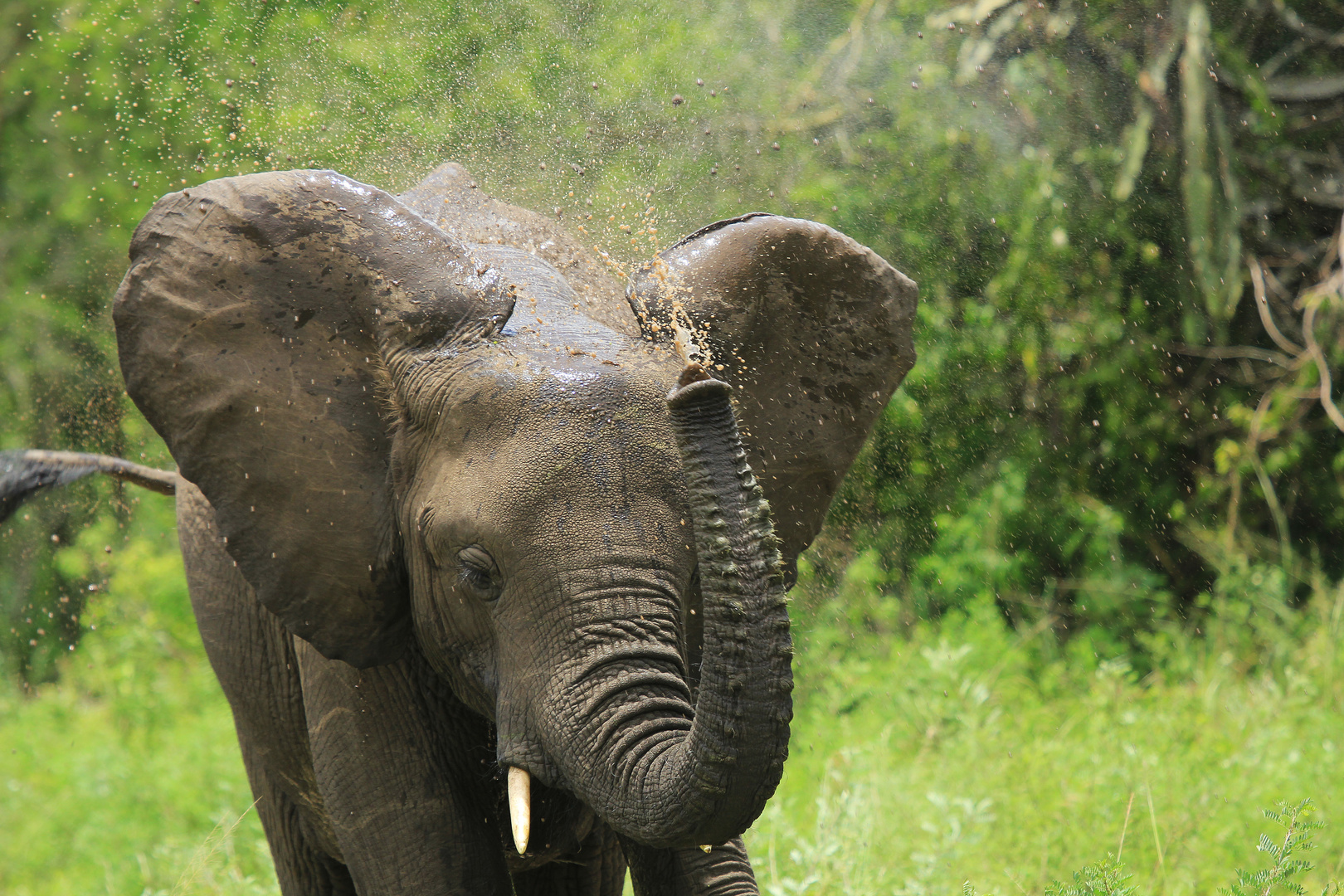 Elefant im Queen Elizabeth National Park