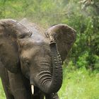 Elefant im Queen Elizabeth National Park