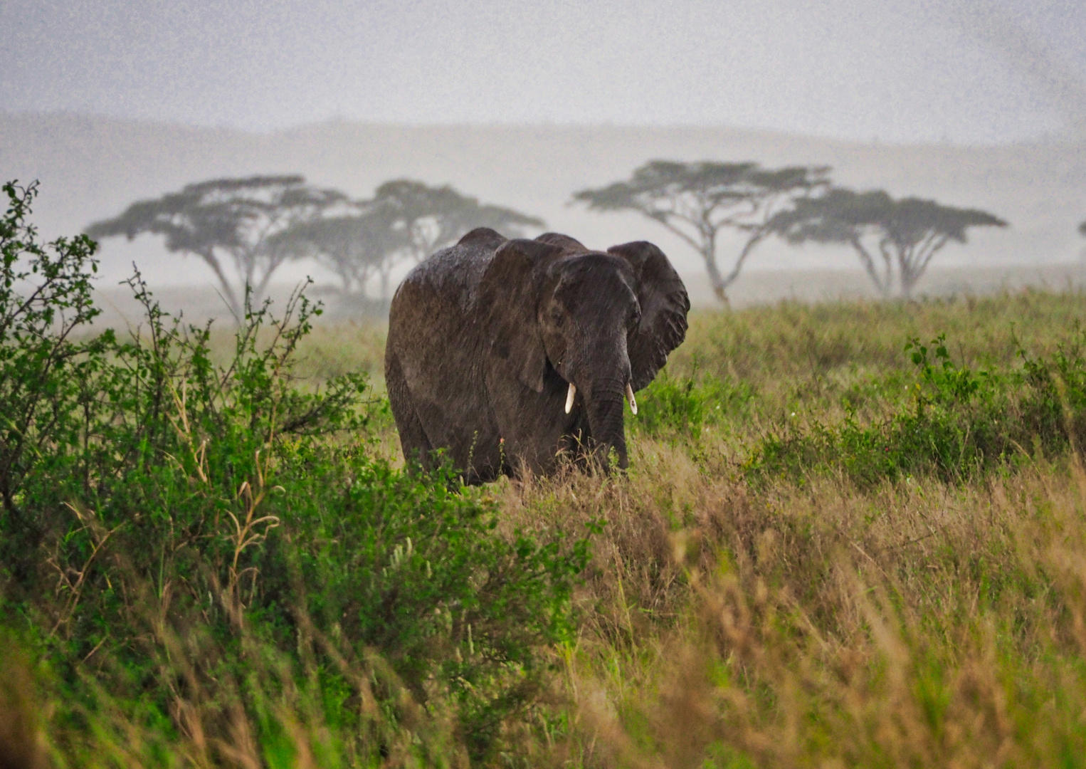 Elefant im Regen