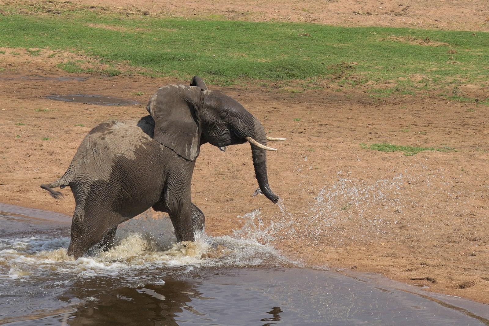 Elefant im Ruaha-River