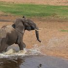 Elefant im Ruaha-River