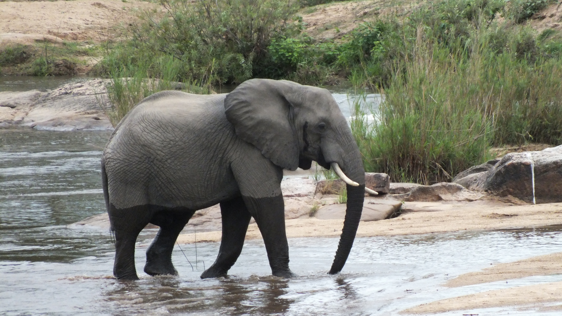 Elefant im Sabie River