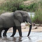 Elefant im Sabie River