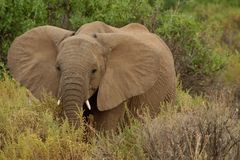 Elefant im Samburu NP