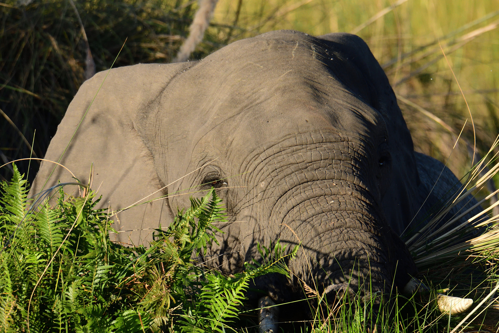 Elefant im Schilf