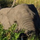 Elefant im Schilf