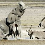 Elefant im Schlammbad