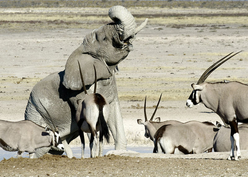 Elefant im Schlammbad