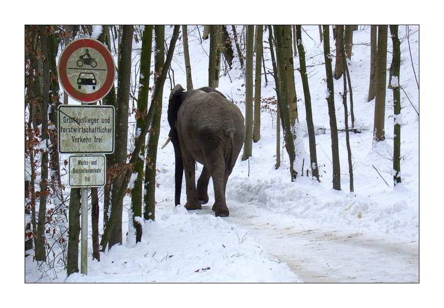 Elefant im Schnee