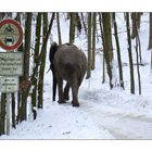 Elefant im Schnee