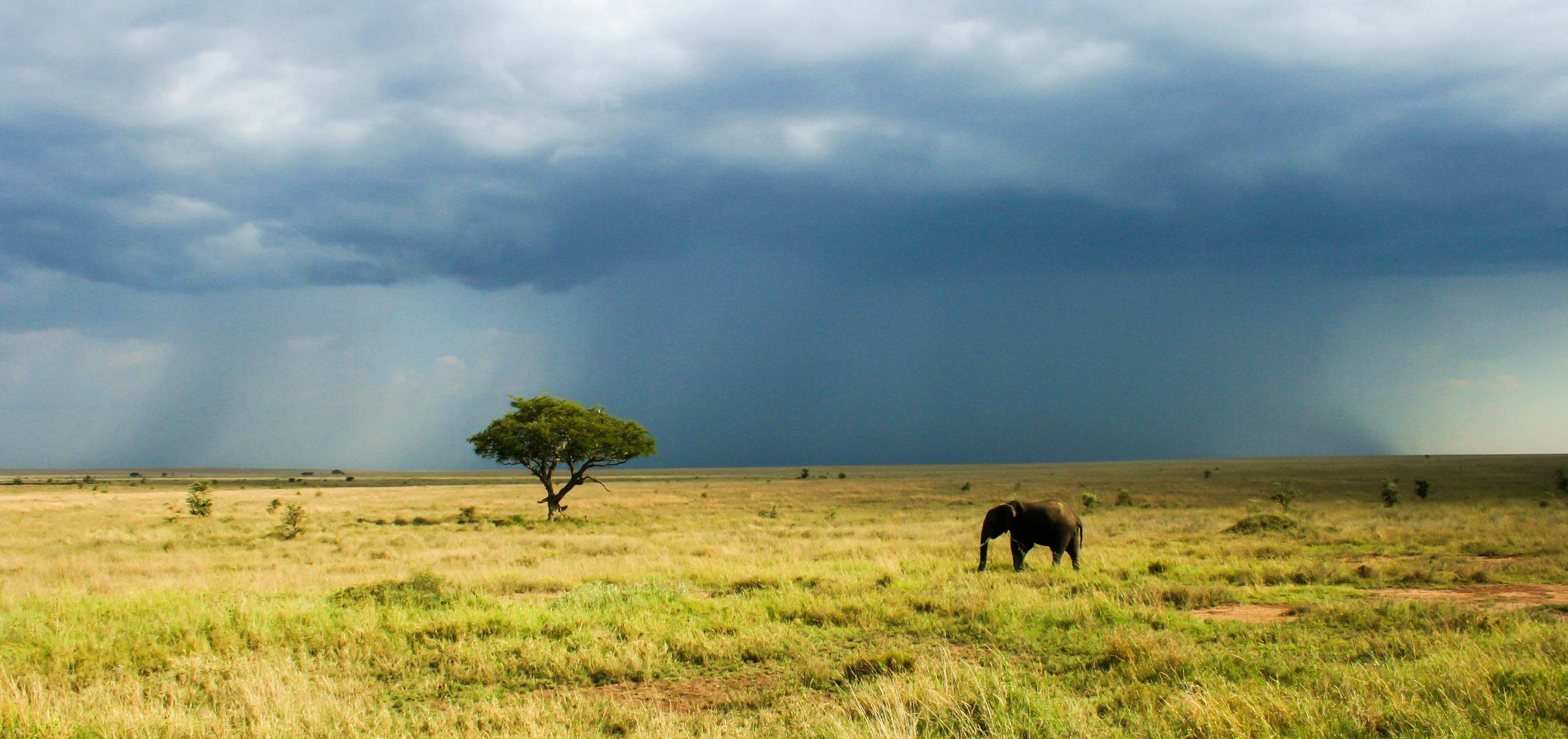 Elefant im Serengeti Nationalpark
