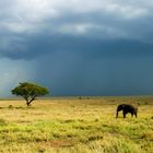 Elefant im Serengeti Nationalpark