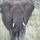 Elefant im Serengeti-Nationalpark, Tanzania