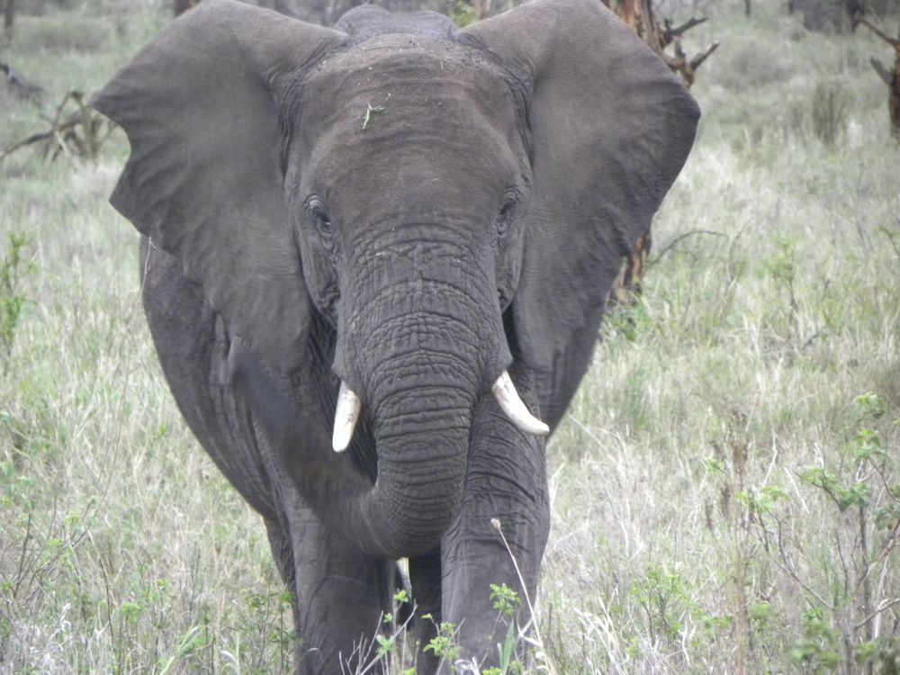 Elefant im Serengeti-Nationalpark, Tanzania