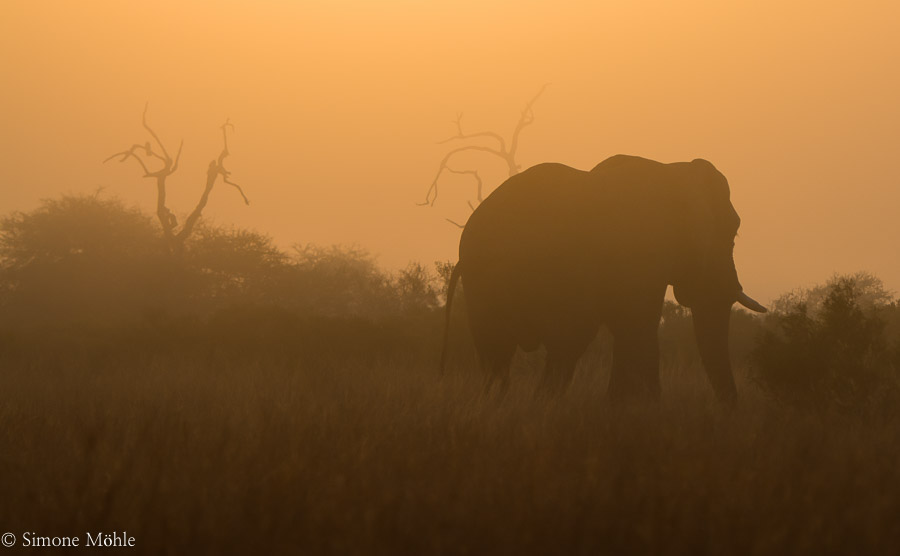 Elefant im Sonnenaufgang
