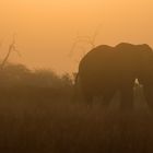 Elefant im Sonnenaufgang