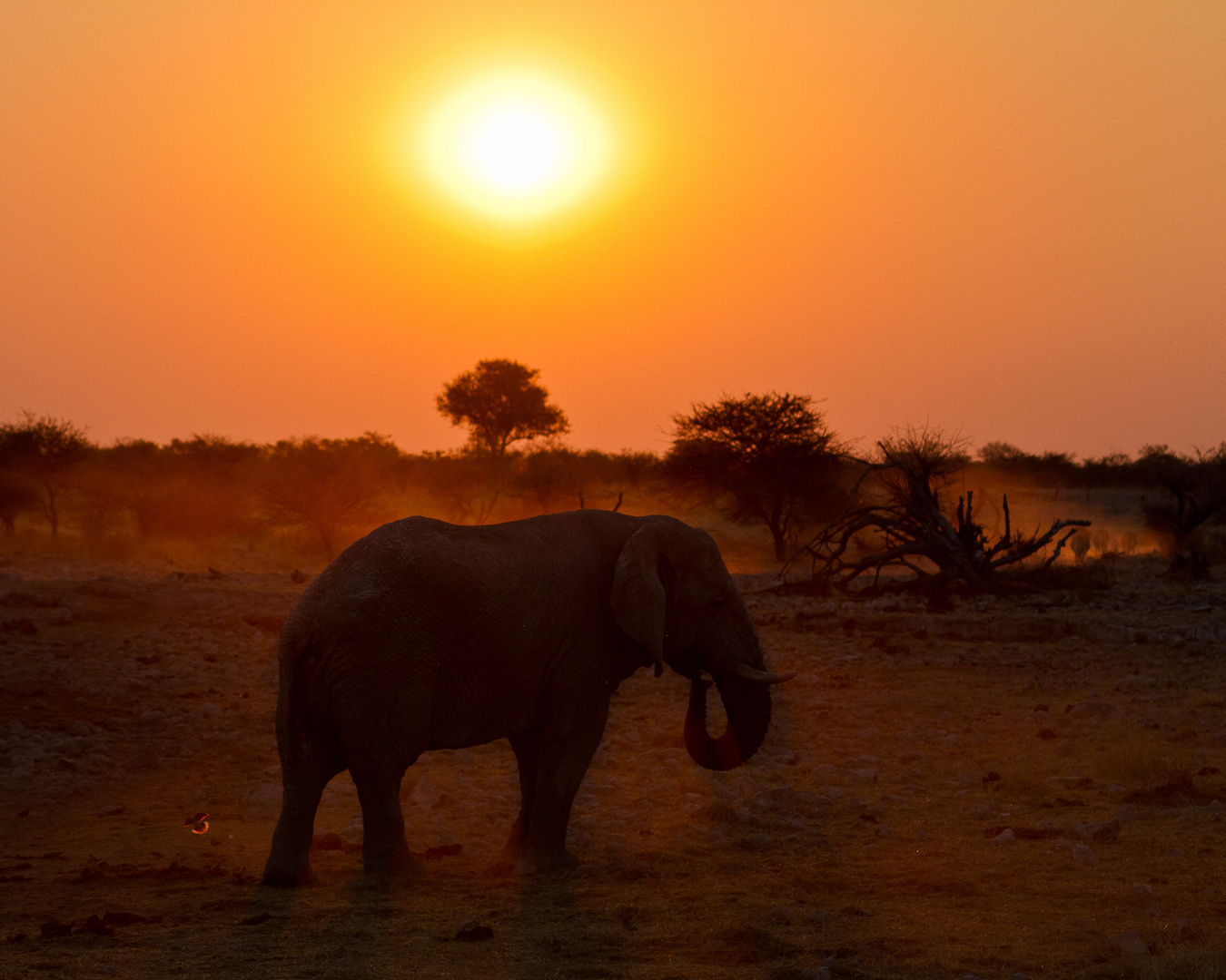 Elefant im Sonnenuntergang