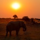 Elefant im Sonnenuntergang