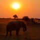 Elefant im Sonnenuntergang