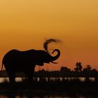 Elefant im Sonnenuntergang