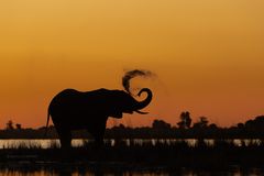 Elefant im Sonnenuntergang