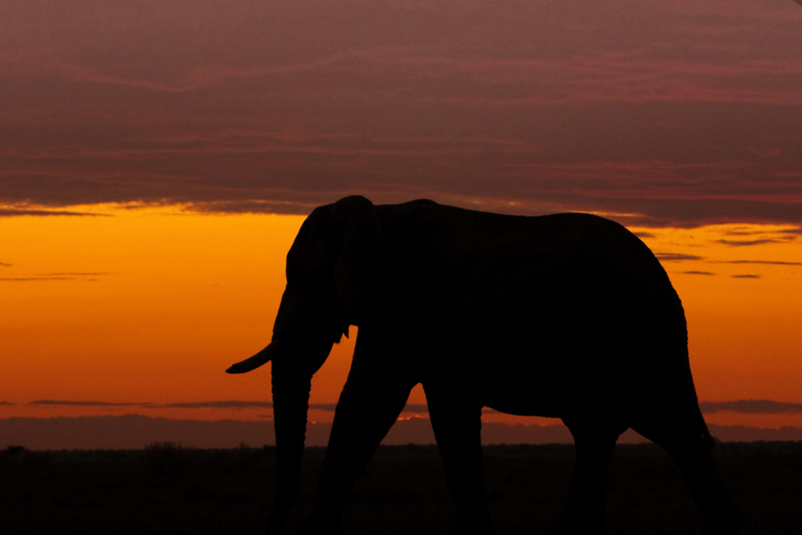 Elefant im Sonnenuntergang