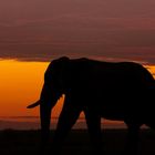 Elefant im Sonnenuntergang