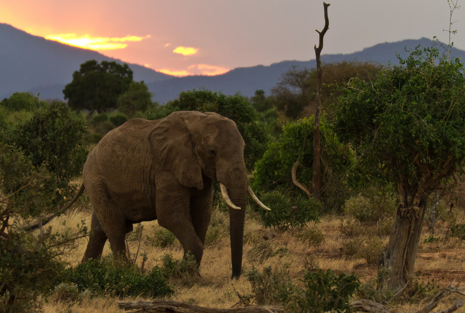 Elefant im Sonnenuntergang