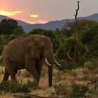 Elefant im Sonnenuntergang