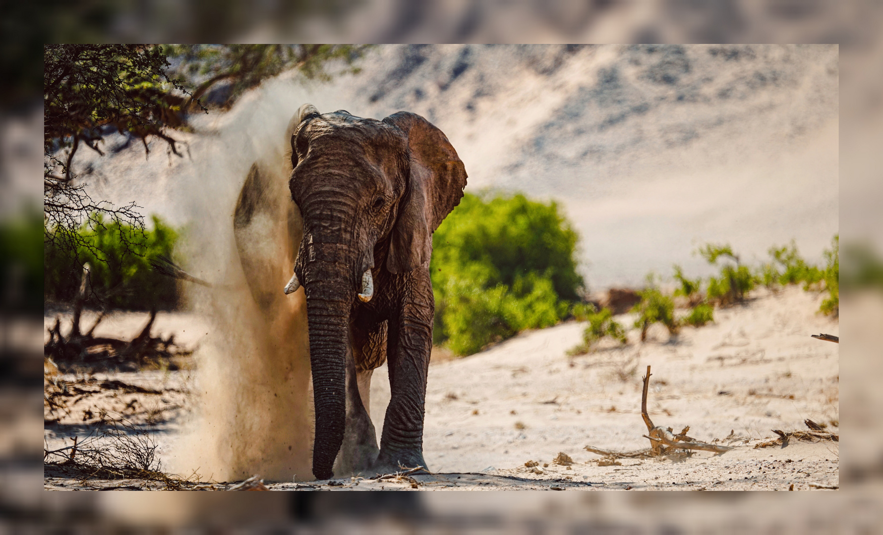 Elefant im Staubbad