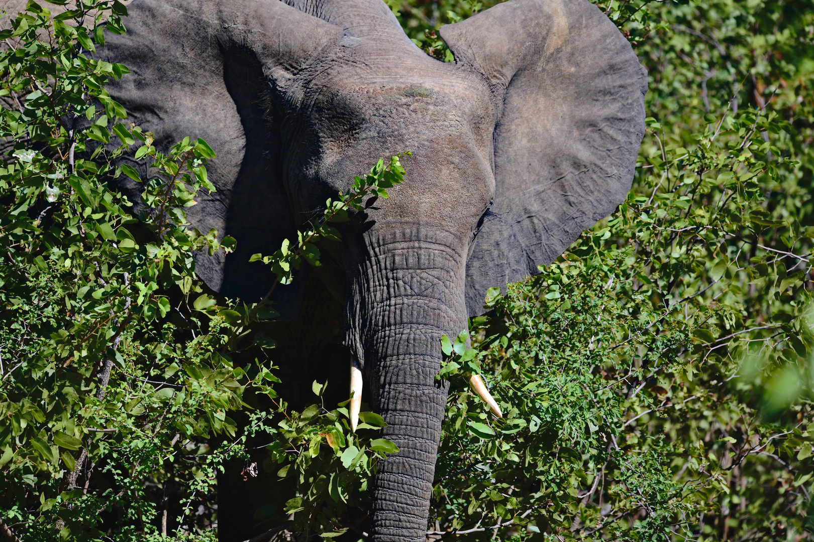 Elefant im Tembe Elephant Park