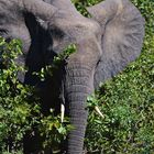 Elefant im Tembe Elephant Park