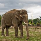 Elefant im Tierpark Berlin