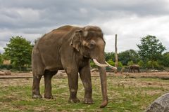 Elefant im Tierpark Berlin