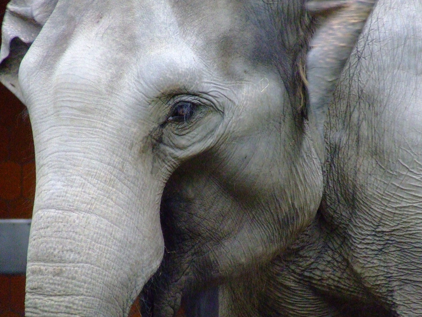 Elefant im Tierpark Hellabrunn