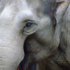 Elefant im Tierpark Hellabrunn