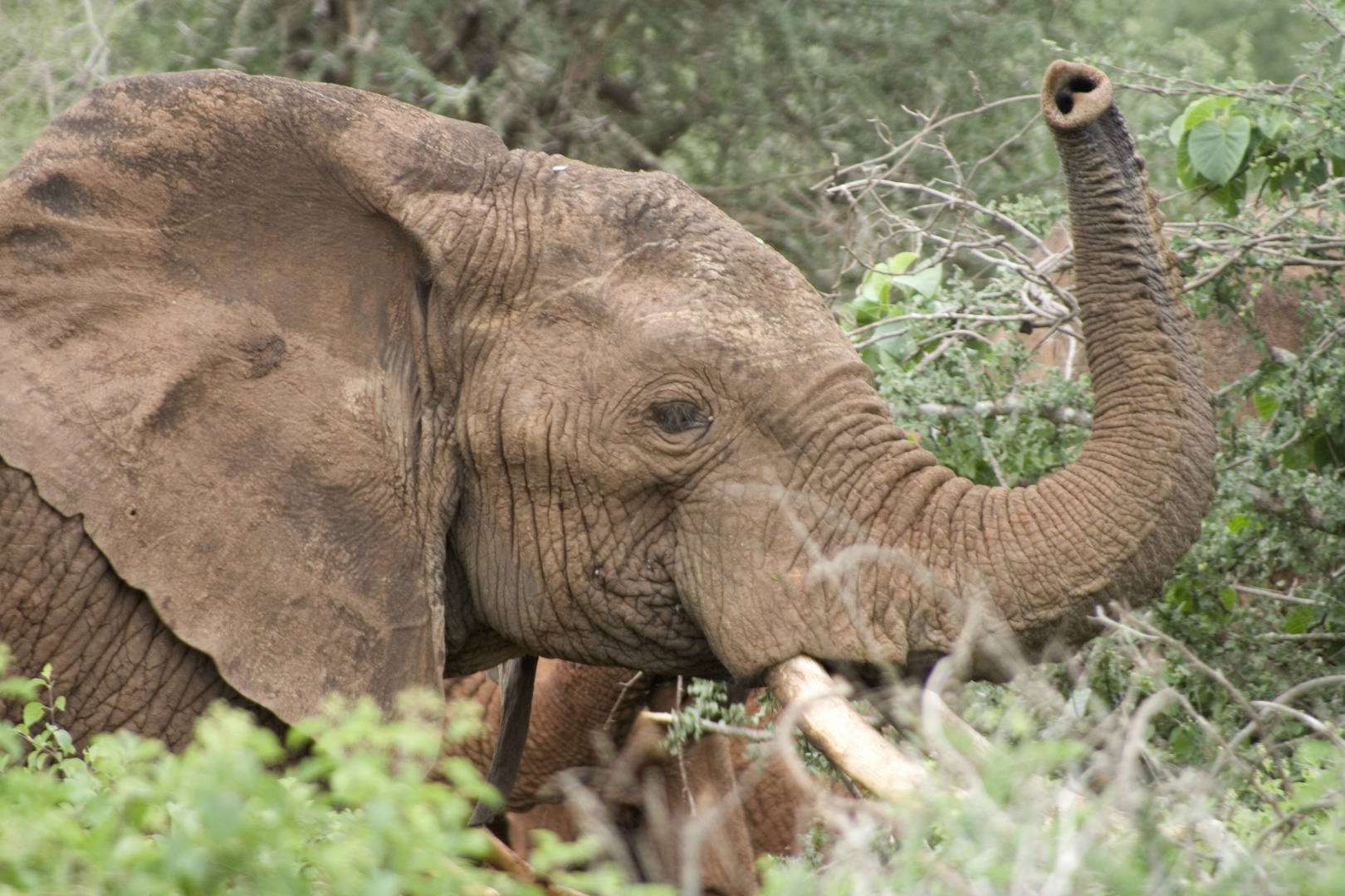 Elefant im Tsavo Nationalpark