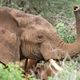 Elefant im Tsavo Nationalpark