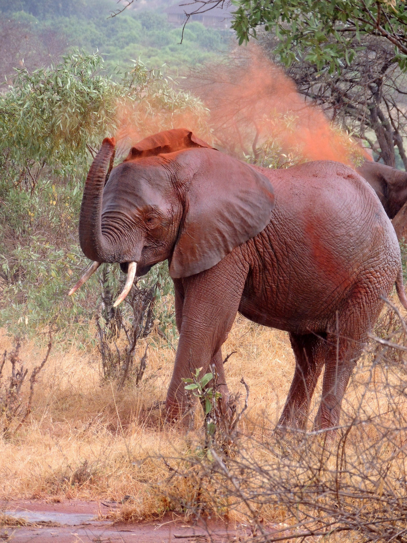 Elefant im Tsavo-Ost Nationalpark