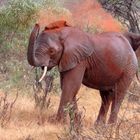 Elefant im Tsavo-Ost Nationalpark